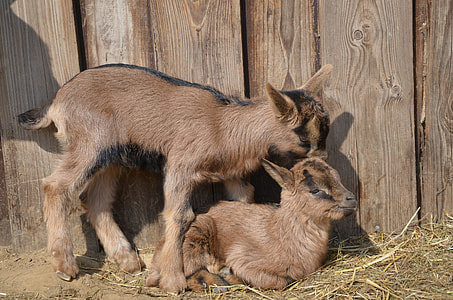 two brown goat kids thumbnail