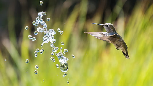 selective focus photography of brown hummingbird thumbnail
