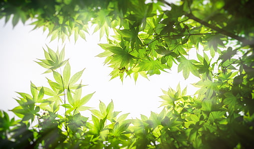 low angle photo of green leaf tree thumbnail