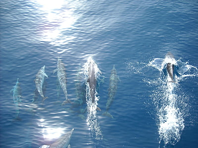 top view of dolphins on body of water thumbnail