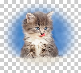 Siberian Cat Norwegian Forest Cat British Semi Longhair Ragamuffin