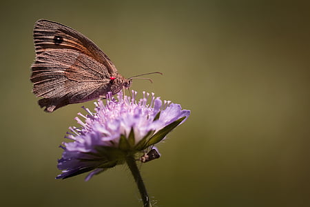 meadow brown butterfly on purple flower thumbnail
