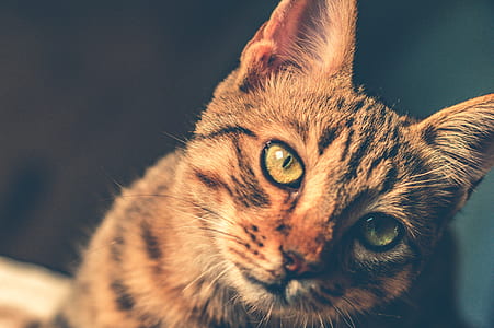 Black and Brown Tabby Cat thumbnail