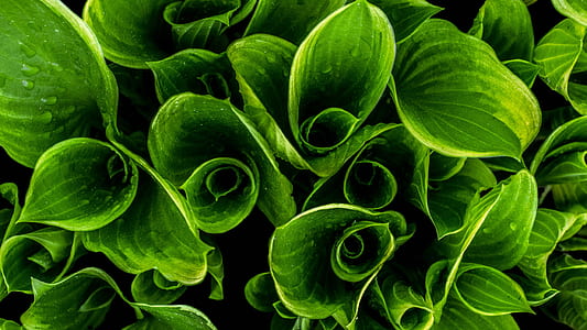 bunch of green plant thumbnail