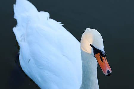 white swan on body of water thumbnail
