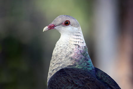 selective focus photography of white, gray, and black bird thumbnail