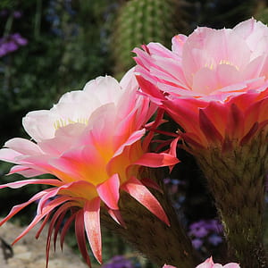 two pink-and-white petaled flowers thumbnail