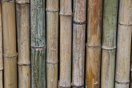 close-up photography of bamboo row of thumbnail