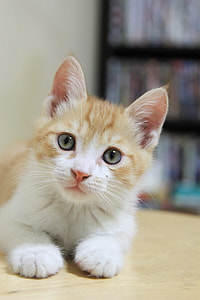 Cat, Baby Cats thumbnail