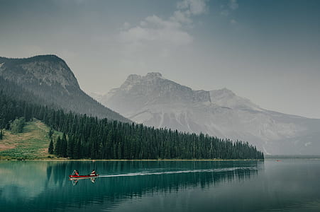 forest trees near on mountains thumbnail