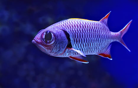shallow focus photography of pink and gray fish thumbnail