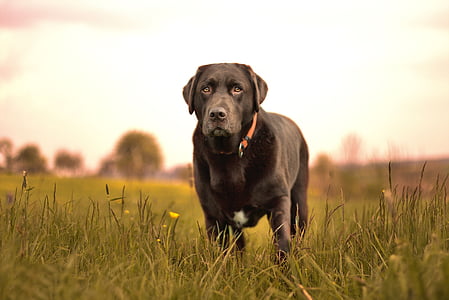adult black Labrador retiever standing on grass field thumbnail