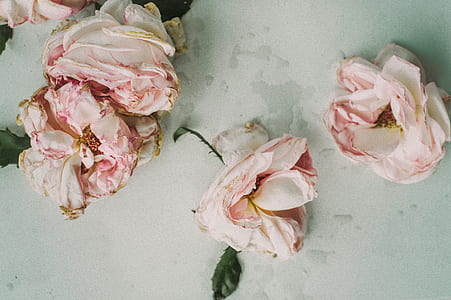 four pink-and-white petaled flowers thumbnail