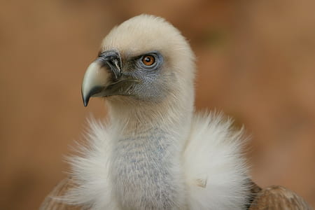 white bird closeup photography thumbnail