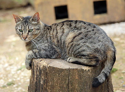 gray and black short coated cat thumbnail