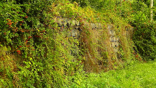 green leafed plants thumbnail
