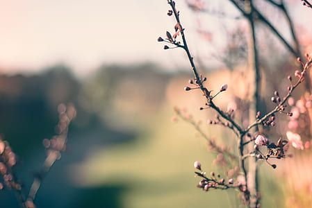 Selective Focus Photography of Pink Flower thumbnail