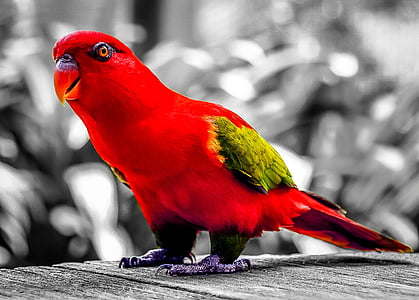 red and green bird in selective color photography thumbnail