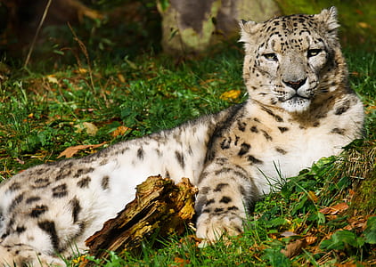 leopard on green leaves thumbnail
