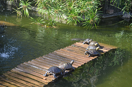 Turtles, Botanical Garden thumbnail