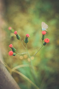 flowers, garden, blurred, butterfly thumbnail