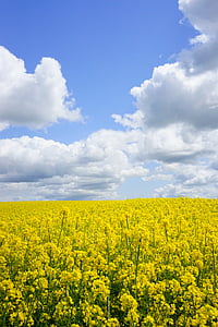 yellow flowers under white clouds and blue sky thumbnail