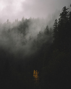 green rainforest thumbnail