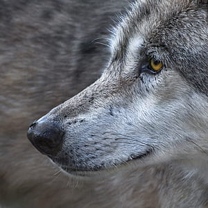 gray wolf thumbnail