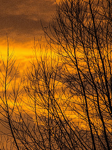 view of leafless trees during dawn thumbnail