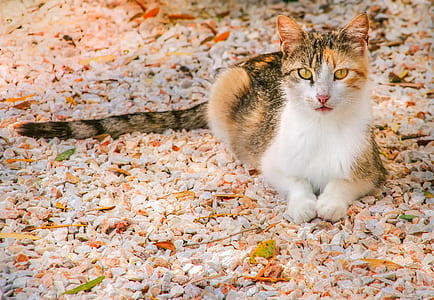 calico cat sitting on stones thumbnail
