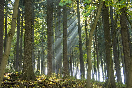 crepuscular rays through green leafed trees thumbnail