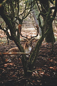 brown stag laying down on ground in forest thumbnail