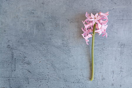 pink petal flowers on gray surface thumbnail