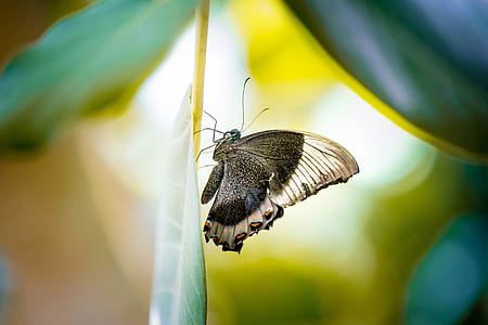 black and white butterfly in shallow focus photography thumbnail