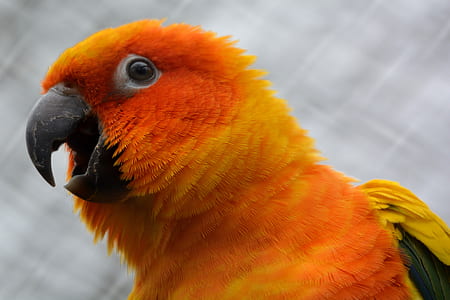 close-up photo of orange parrot thumbnail