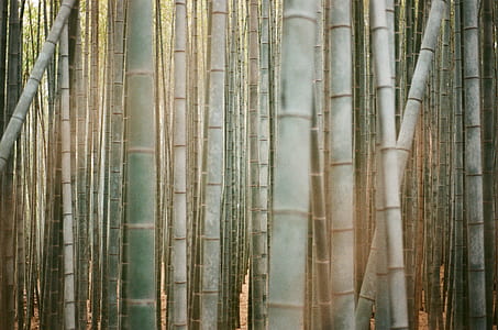 bamboo sticks painting thumbnail