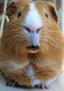 Close up of a face of a Guinea Pig -  Cavia porcellus thumbnail