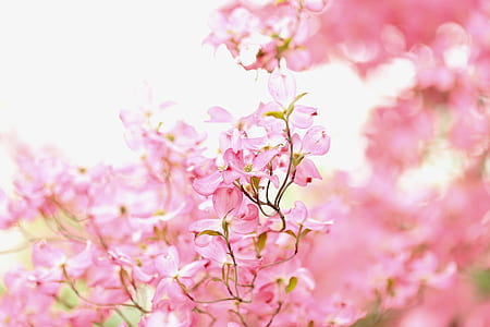 flower, tree, pink, bokeh thumbnail
