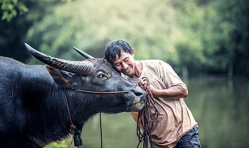 shallow focus photography of man in brown t-shirt beside black water buffalo thumbnail