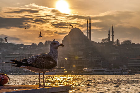 sea, city, landscape, nature thumbnail