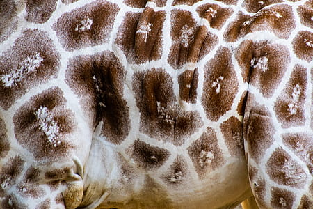 Close Up Photo Of Giraffe thumbnail