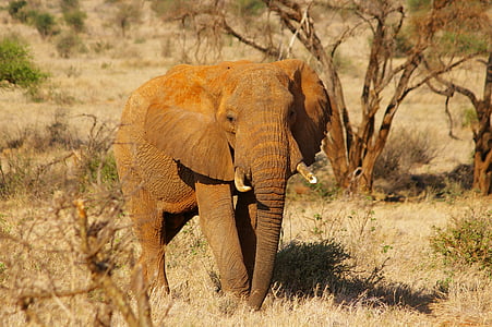 elephant walking during daytime thumbnail