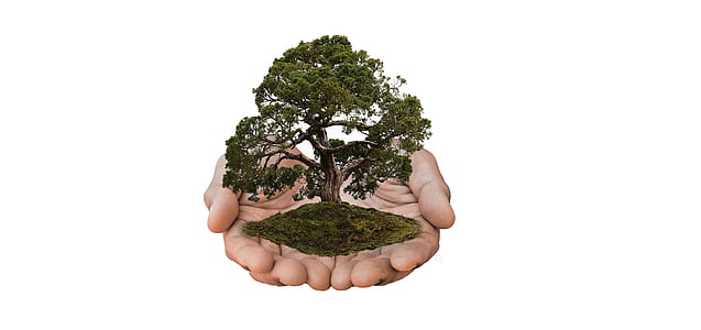 green tree on human palms illustration thumbnail