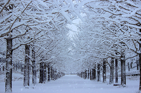 snow covered leafless trees in the middle of park thumbnail