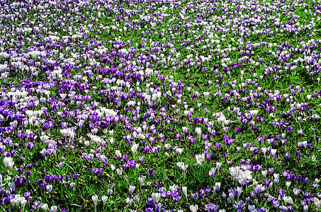 purple and white flower field thumbnail