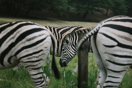 four zebras standing on gress grass thumbnail