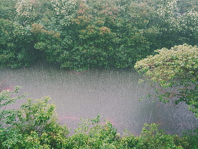 trees during rainy day thumbnail
