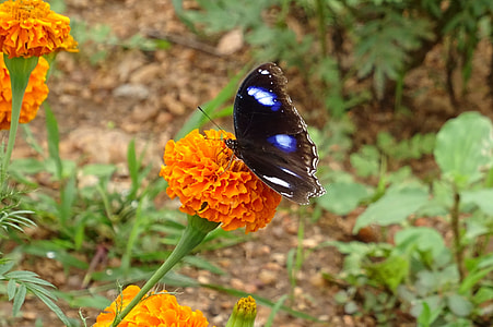 Danaid Eggfly, Tropical Butterfly thumbnail