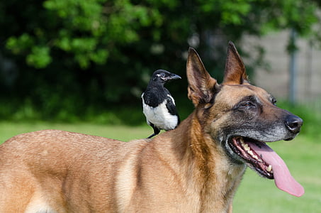 selective focus photography of short-coated dog and black long-beaked bird at daytime thumbnail