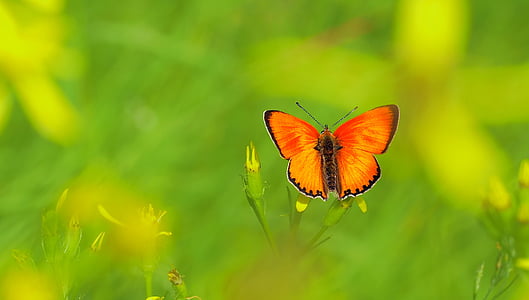 orange butterfly perching on yellow and green plant at daytime thumbnail